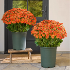 🍁 Artificial Fall Chrysanthemum Mums: Vibrant UV-Resistant Outdoor Autumn Flowers! 🍂